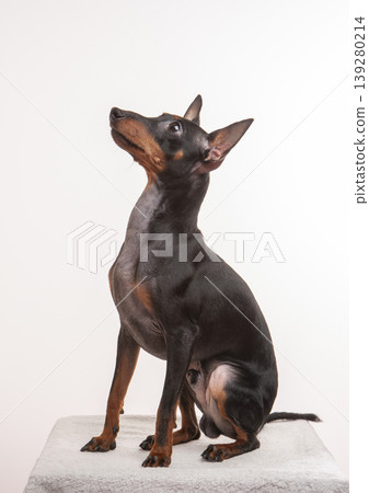 A sitting Miniature Pinscher against a white background. A sitting Miniature Pinscher against a white background. 139280214