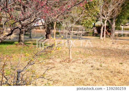 Fresh wintersweet flowers Fresh wintersweet flowers 139280259