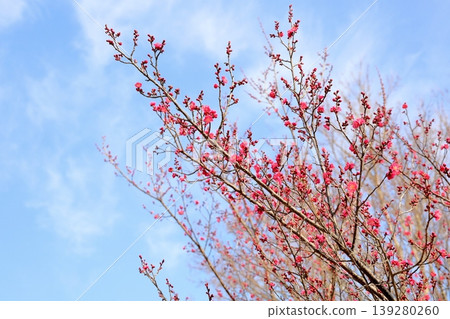 可愛的梅花 可愛的梅花 139280260