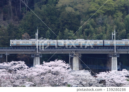 清晨,一列211系列車沿著中央東線行駛,下方盛開的櫻花為其送行。 (攝於2026年4月11日) 清晨,一列211系列車沿著中央東線行駛,下方盛開的櫻花為其送行。 (攝於2026年4月11日) 139280286