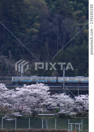 清晨,一列211系列車沿著中央東線行駛,下方盛開的櫻花為其送行。 (攝於2026年4月11日) 清晨,一列211系列車沿著中央東線行駛,下方盛開的櫻花為其送行。 (攝於2026年4月11日) 139280288