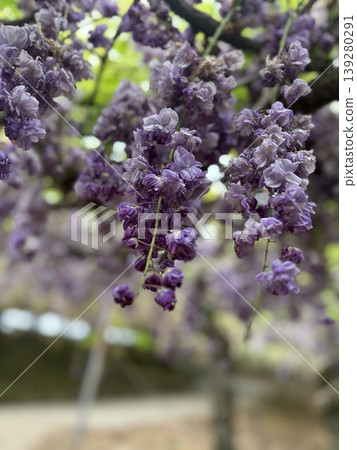 Hanging wisteria flowers Hanging wisteria flowers 139280291