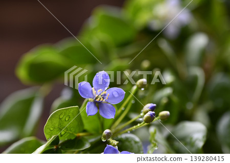 Purple flower water drop green leaf nature macro freshness garden spring Purple flower with water drop green leaf nature macro Purple flower water drop green leaf nature macro freshness garden spring Purple flower with water drop green leaf nature macro 139280415