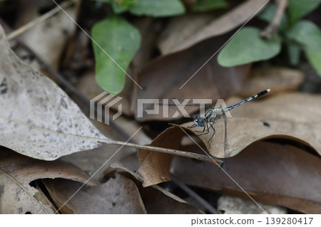 Dragonfly insect dry leaf nature closeup macro view brown green Dragonfly insect dry leaf nature closeup macro view brown green 139280417