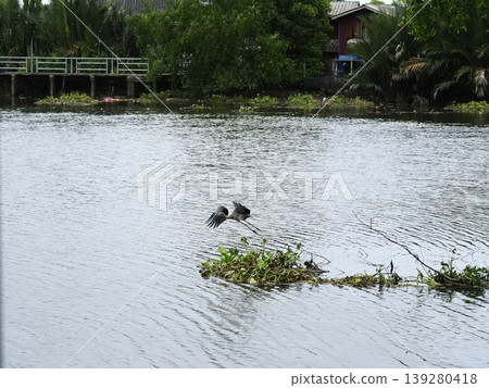 Bird water river nature flight wetland tropical wildlife bird water river nature flight wetland tropical wildlife scene with 139280418