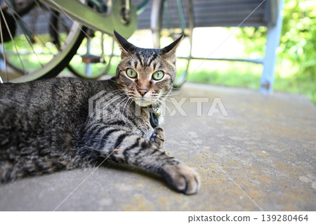 Kijitra cat in a bicycle storage area Kijitra cat in a bicycle storage area 139280464