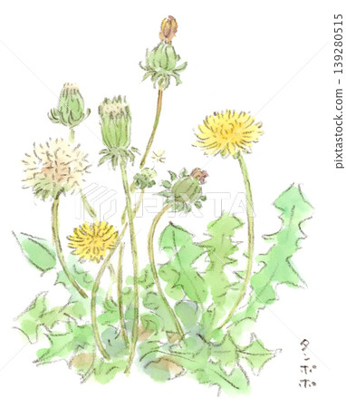 這是一幅蒲公英的水彩插圖，蒲公英是一種春季植物，它生動地展現了從花朵到蓬鬆種子頭的轉變過程。 139280515