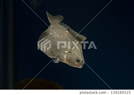 Flounder, stone flounder, saltwater fish, swimming flounder Flounder, stone flounder, saltwater fish, swimming flounder 139280525