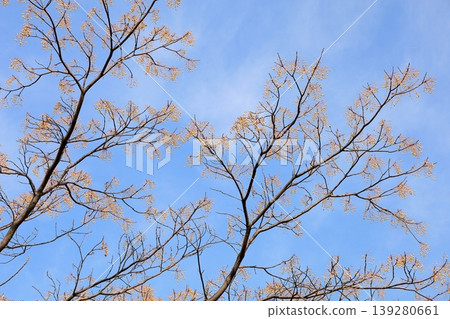 冬季公園:苦楝漿果 冬季公園:苦楝漿果 139280661