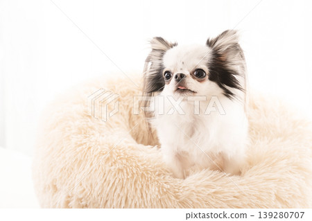 Smiling Chihuahua in a pink bed Smiling Chihuahua in a pink bed 139280707