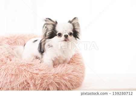 Chihuahua who entered the pink bed Chihuahua who entered the pink bed 139280712