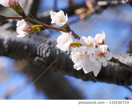 Sakura that shines in the blue sky Sakura that shines in the blue sky 139280729