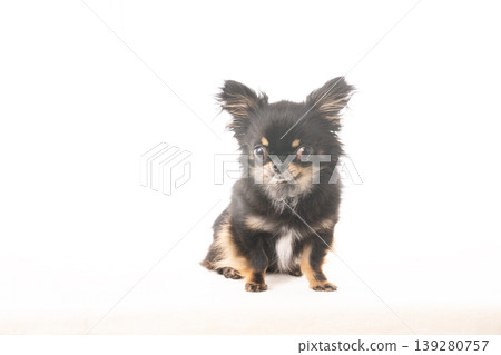 White background and black Chihuahua 139280757