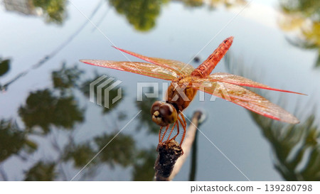 Orange Dragonfly Perched on the Tip of a Branch with Still Water in the Background Orange Dragonfly Perched on the Tip of a Branch with Still Water in the Background 139280798