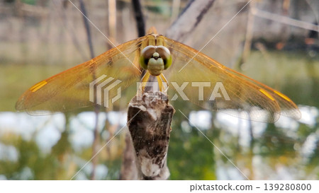 Orange Dragonfly Perched on the Tip of a Branch with Still Water in the Background Orange Dragonfly Perched on the Tip of a Branch with Still Water in the Background 139280800