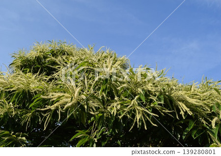 栗子花 白色奶油花 139280801