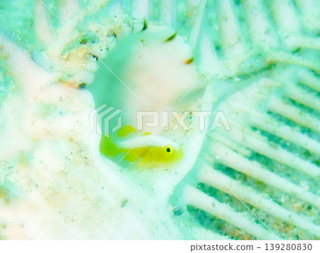 The Nakamoto's Goby can be seen in the seas of Okinawa. The Nakamoto's Goby can be seen in the seas of Okinawa. 139280830