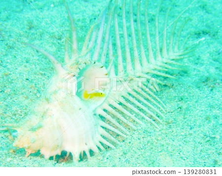 A Nakamoto's goby photographed in Okinawa. A Nakamoto's goby photographed in Okinawa. 139280831
