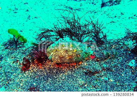 Internet sea slug photographed on Izu Oshima Island Internet sea slug photographed on Izu Oshima Island 139280834