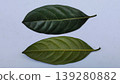 Two Green Leaves with Top and Bottom View on White Background 139280882