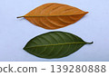Comparison of Brown Dry Leaves and Fresh Green Leaves on a White Background 139280888