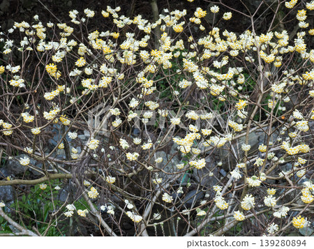 A group of Mitsumata 139280894