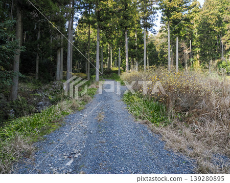 Mitsumata and forest road Mitsumata and forest road 139280895