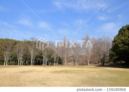 冬日公園,樹林,靜待春天的到來。 冬日公園,樹林,靜待春天的到來。 139280908