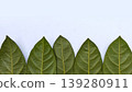 Minimalist Green Leaf Row with White Background 139280911