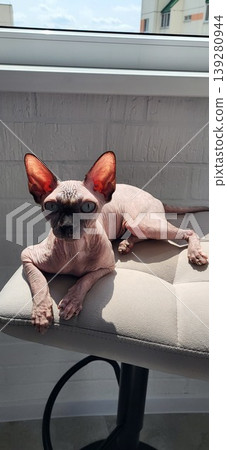 Close up portrait of a hairless Sphynx cat peeking at the camera, unique exotic pet breed animal curiosity. Close up portrait of a hairless Sphynx cat peeking at the camera, unique exotic pet breed animal curiosity. 139280944