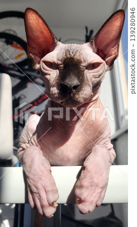 Close up portrait of a hairless Sphynx cat peeking at the camera, unique exotic pet breed, animal curiosity. Close up portrait of a hairless Sphynx cat peeking at the camera, unique exotic pet breed, animal curiosity. 139280946