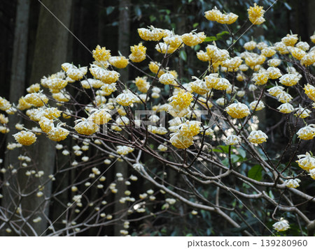 A group of Mitsumata A group of Mitsumata 139280960