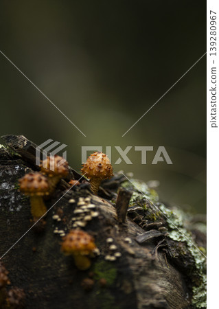 Mushrooms growing in clusters on fallen trees Mushrooms growing in clusters on fallen trees 139280967
