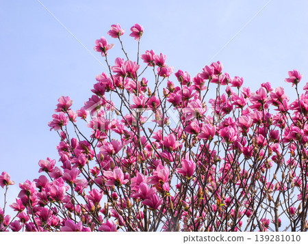 Landscape with Magnolias Landscape with Magnolias 139281010