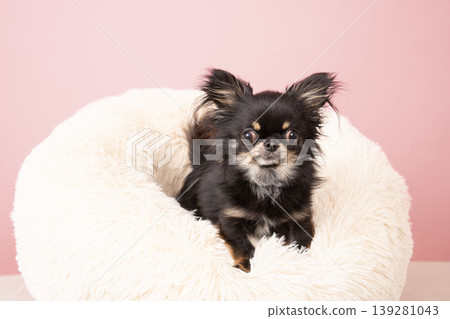 Kinoko the Chihuahua peeking out from a white bed 139281043
