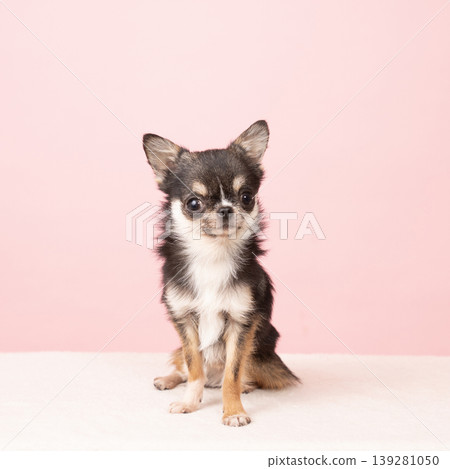 Pink bag and Chihuahua Tarako Pink bag and Chihuahua Tarako 139281050