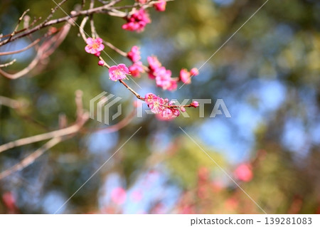 可愛的梅花 可愛的梅花 139281083