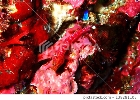 Red rock goby photographed on Izu Oshima Island Red rock goby photographed on Izu Oshima Island 139281105