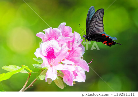 Azalea flowers and a black swallowtail butterfly Azalea flowers and a black swallowtail butterfly 139281111