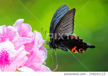 Pink azaleas and a black swallowtail butterfly 139281112