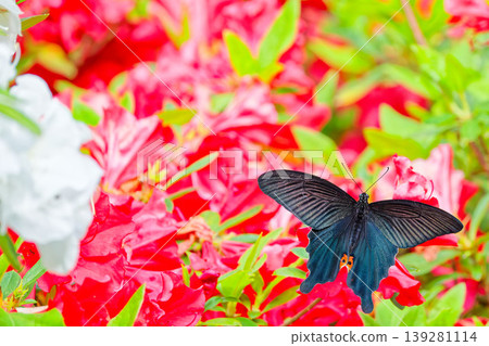 A black swallowtail butterfly flying over an azalea. A black swallowtail butterfly flying over an azalea. 139281114