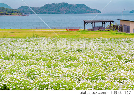 Flower Park Urashima Margaret Flower Park Urashima Margaret 139281147