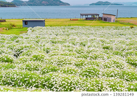 花園浦島瑪格麗特 139281149