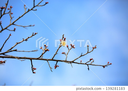 清爽的梅花 清爽的梅花 139281183