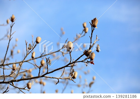 令人耳目一新的枯萎鬱金香花蕾 令人耳目一新的枯萎鬱金香花蕾 139281186