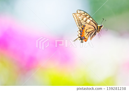 Swallowtail butterflies fluttering over a field of azaleas Swallowtail butterflies fluttering over a field of azaleas 139281238