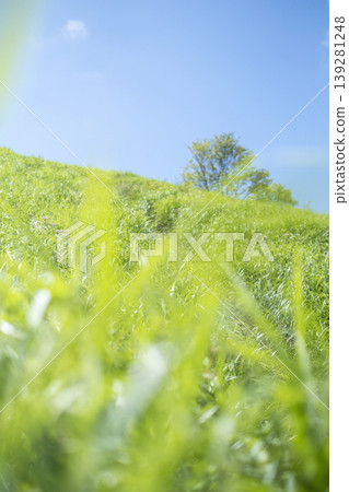 Summer grass and blue sky on the plateau (Oyama Kyoganari) Summer grass and blue sky on the plateau (Oyama Kyoganari) 139281248