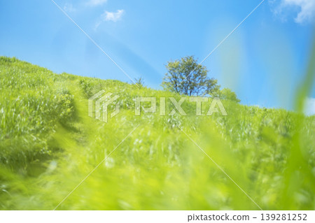 Summer grass and blue sky on the plateau (Oyama Kyoganari) Summer grass and blue sky on the plateau (Oyama Kyoganari) 139281252