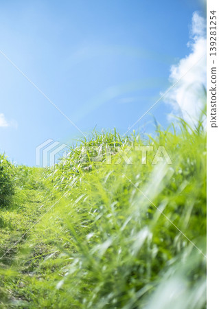 Summer grass and blue sky on the plateau (Oyama Kyoganari) Summer grass and blue sky on the plateau (Oyama Kyoganari) 139281254
