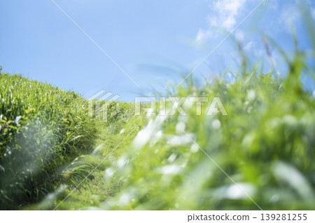 Summer grass and blue sky on the plateau (Oyama Kyoganari) 139281255
